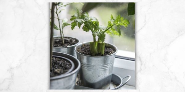 Want to Learn How to Grow a Salad Indoors?