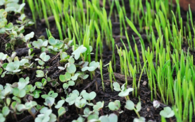 The Powerful Health Benefits of Micro-greens for You