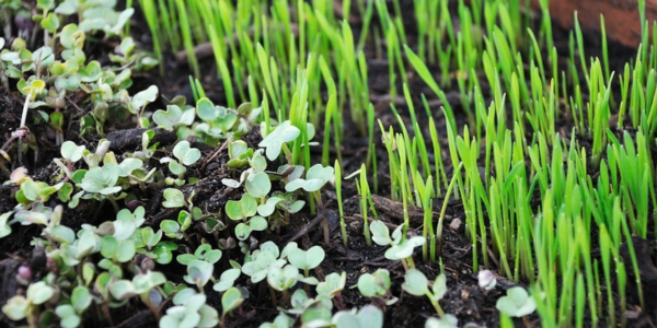 The Powerful Health Benefits of Micro-greens for You