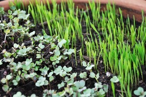 health benefits of micro-greens